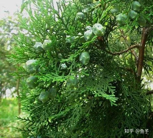 真柏 龍柏 圓柏 側(cè)柏 崖柏 扁柏的區(qū)別辨識(shí)