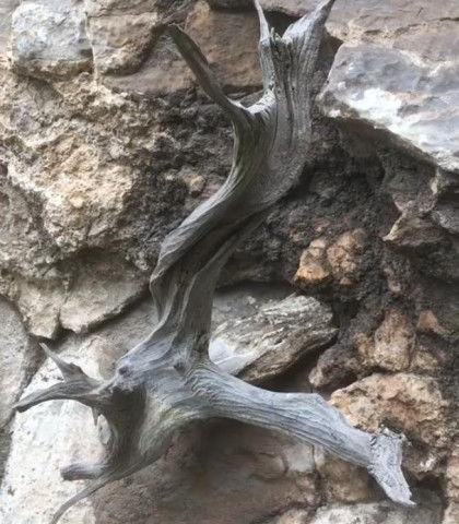 山上懸崖發(fā)現(xiàn)一顆崖柏,準(zhǔn)能賣個好價錢,但是崖柏雖好,不能挖