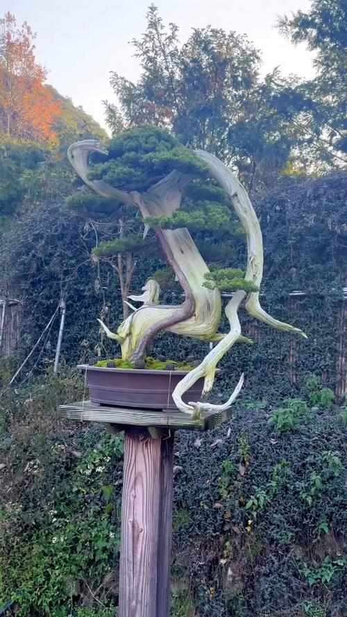 崖柏盆景