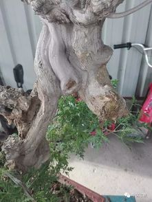 崖柏何必險(xiǎn)中求，身邊何嘗無風(fēng)景